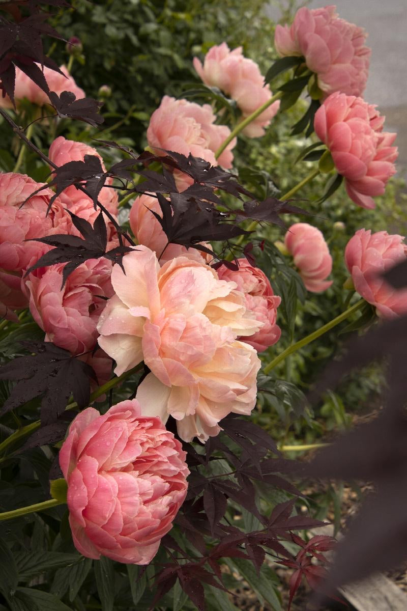 Peony Coral Charm