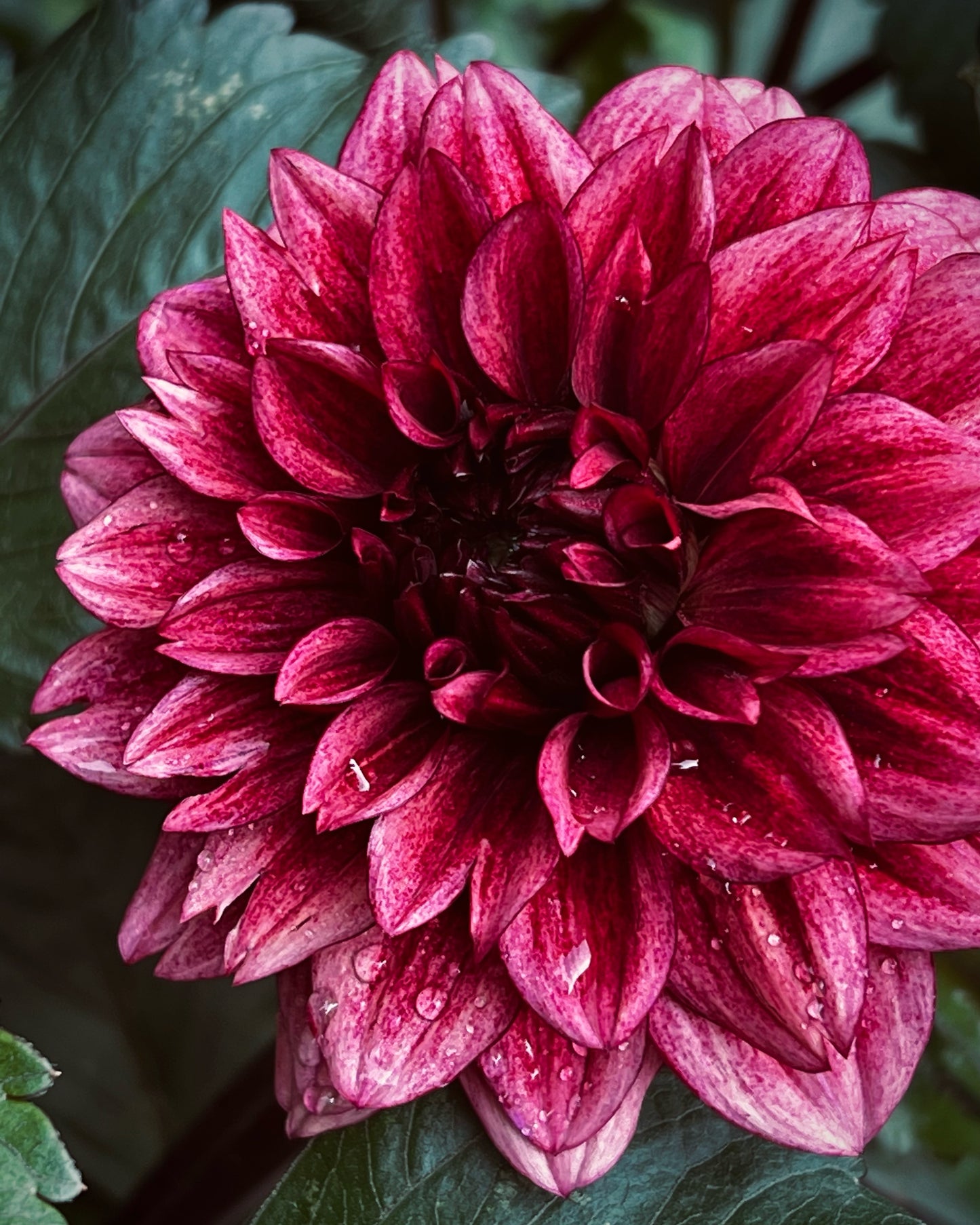 Dahlia 'Night Silence' - Informal Decorative