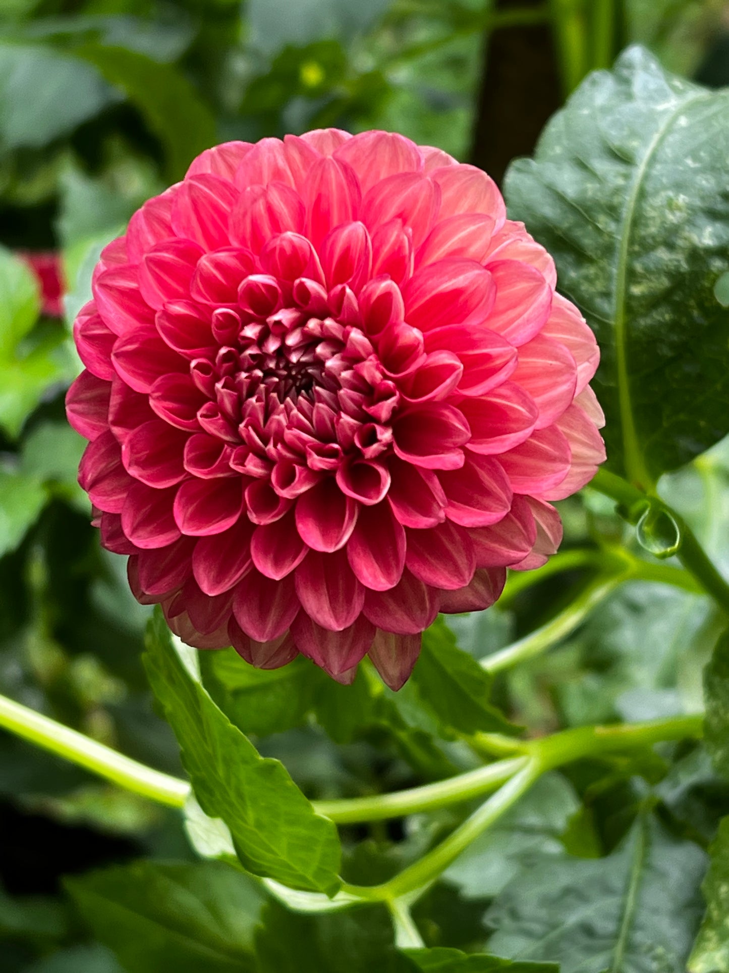 Coseytown Mason Dahlia Tuber