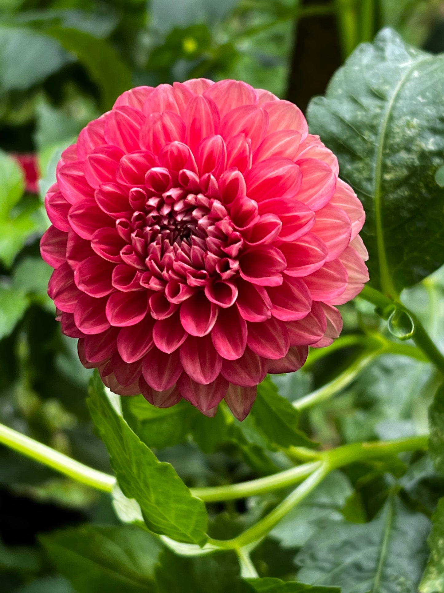KA’S Blood Orange Dahlia