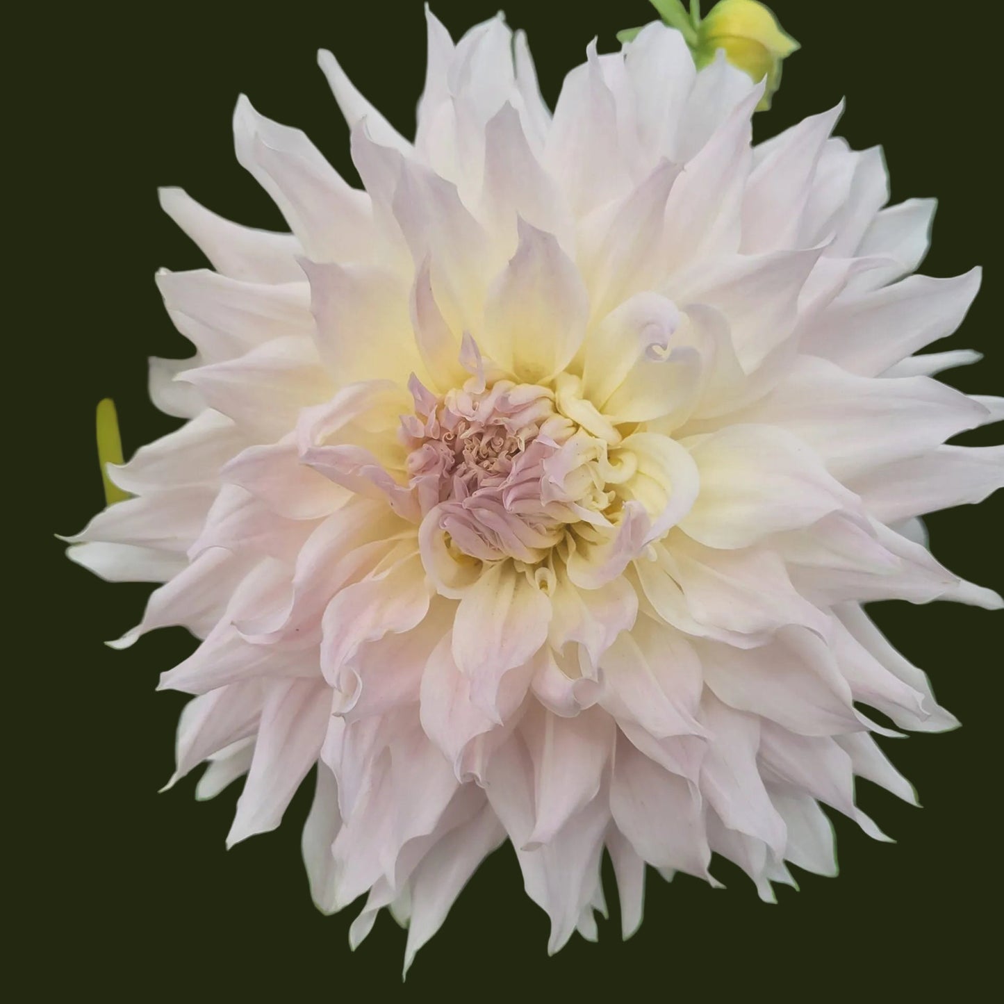 Dahlia 'KA's® Cloud' - Spring Shipped