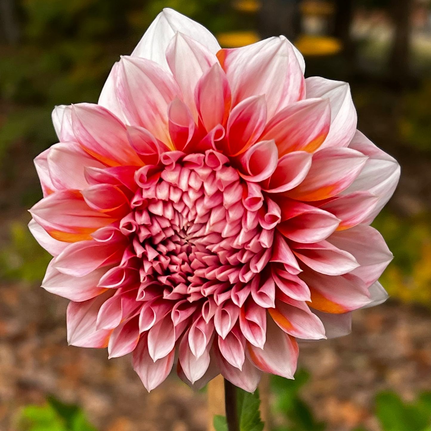 Dahlia 'Alpen Parfait'