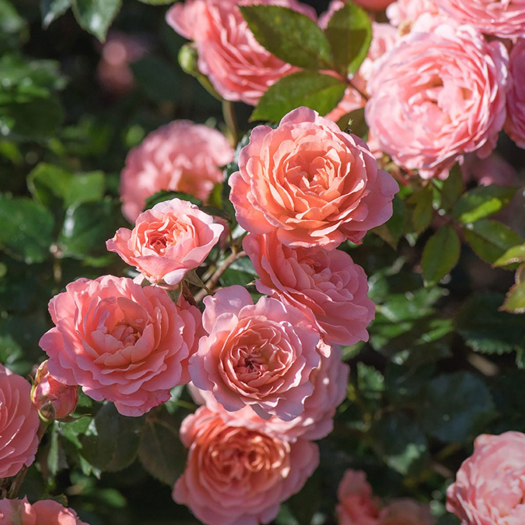 Apricot Drift® Groundcover Rose Bush
