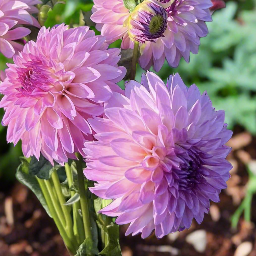 Dahlia 'Bloomquist Isla'