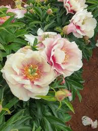 Pastel Lilas Peony