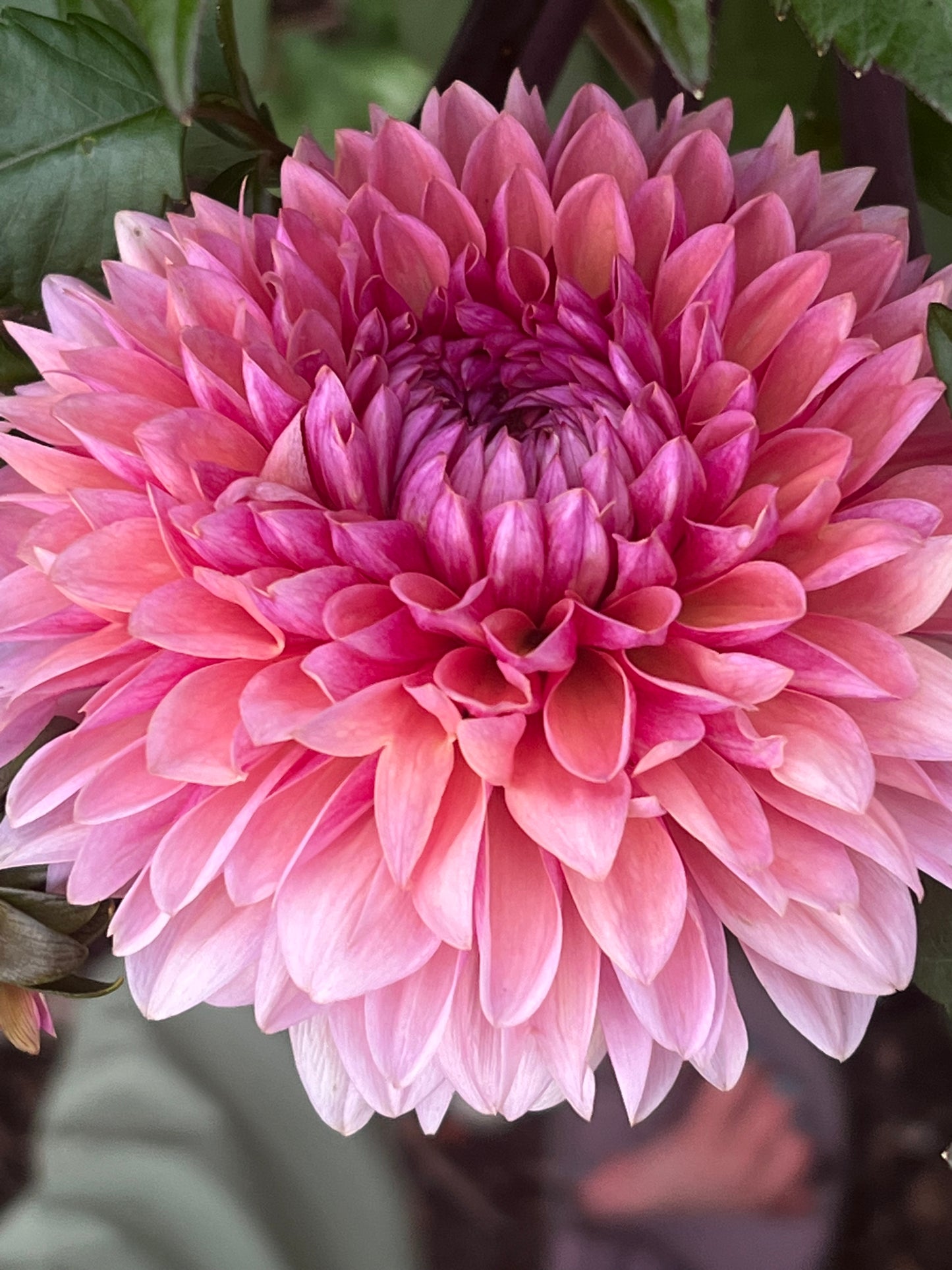 Dahlia 'Sweet Sanne'