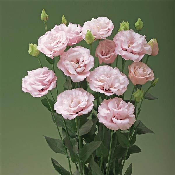 Lisianthus Corelli Light Pink - 10 Pack