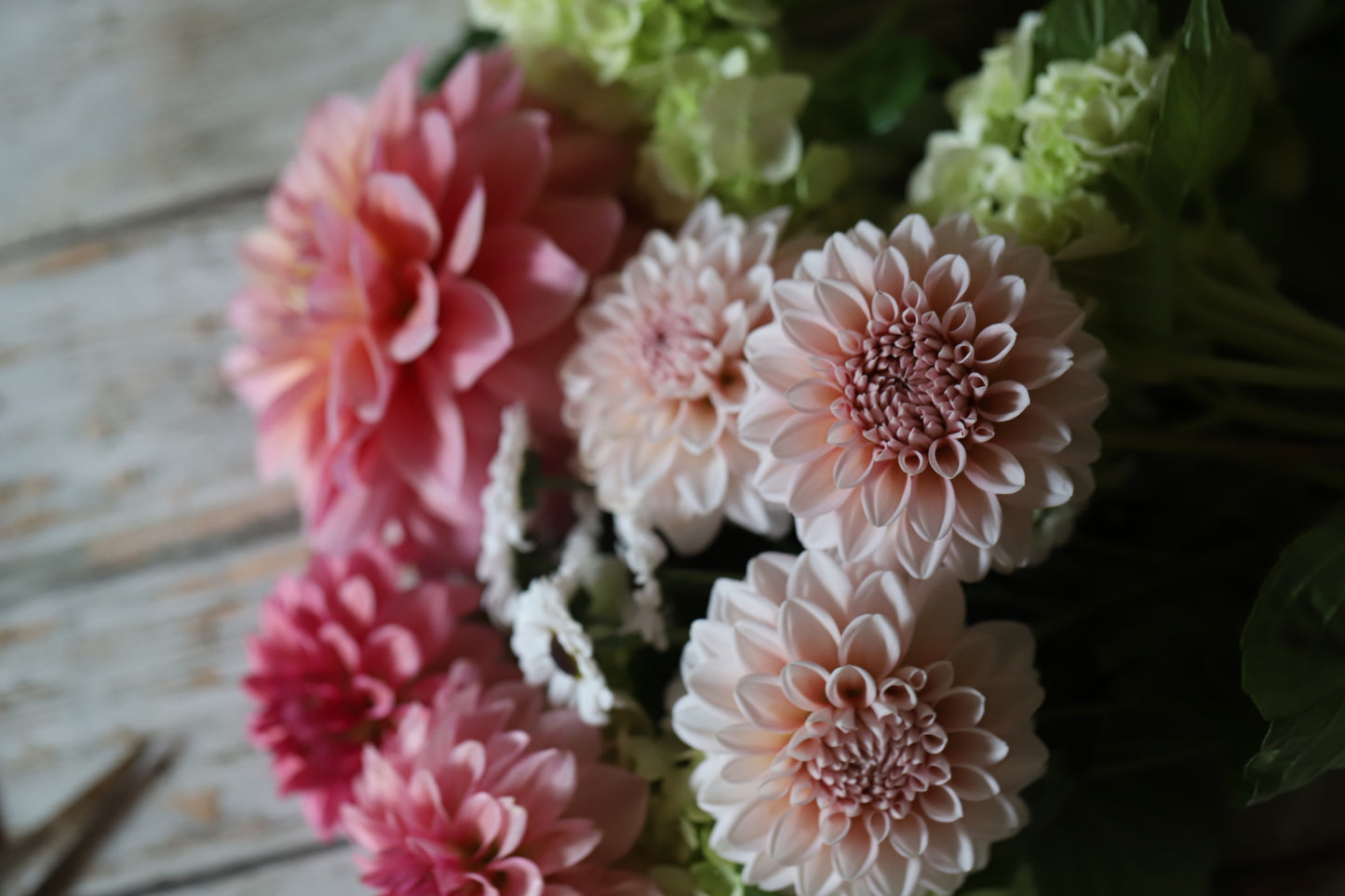 'Lee's Swiss Miss' Rooted Cutting