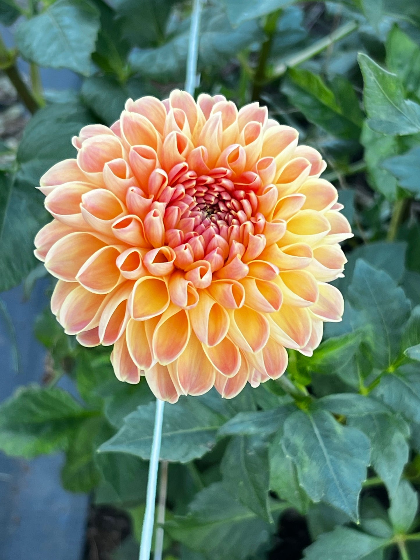 Dahlia 'Ferncliff Copper'