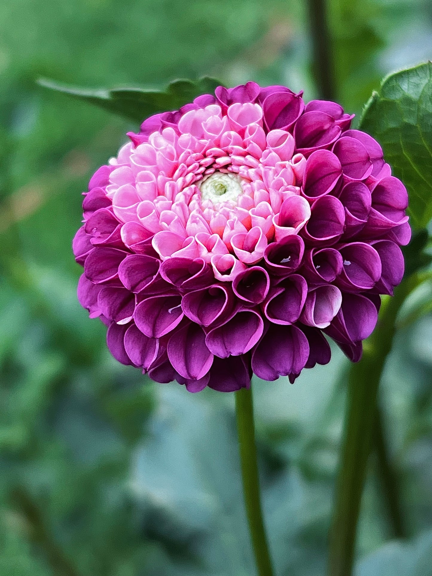 La Dee Da Dahlia Tuber
