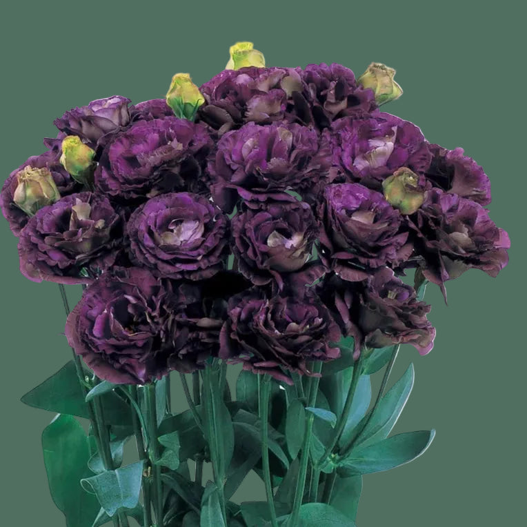 2026 Week 8 | Lisianthus Roseanne Black Pearl - 10 Pack