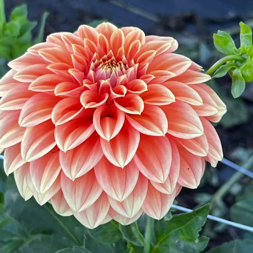 Dahlia 'Bracken Palomino' - Formal Decorative (1 tuber)