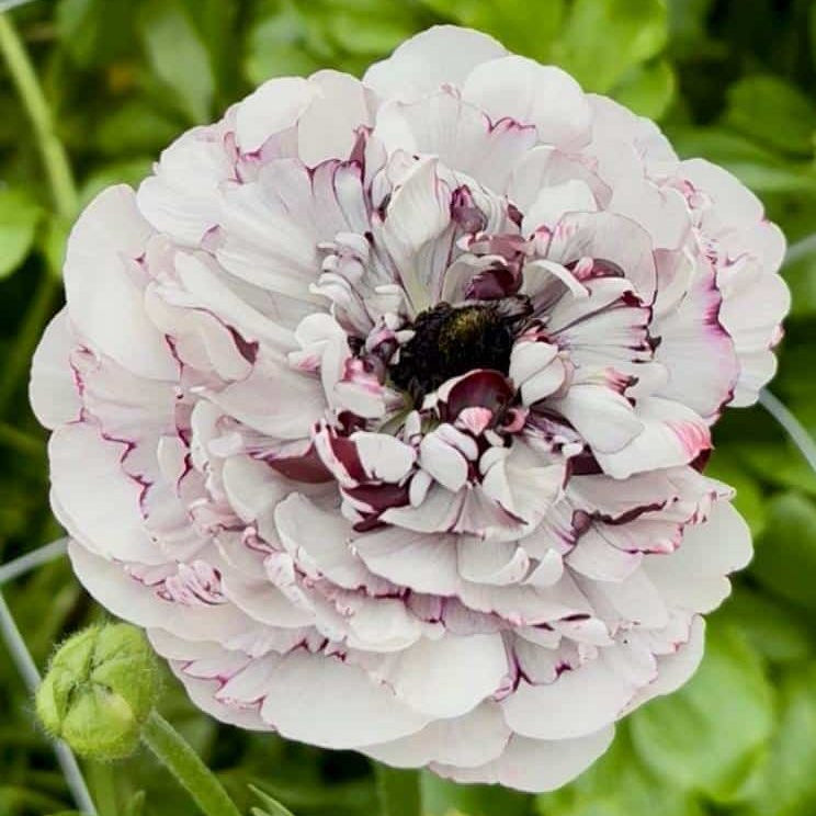 Ranunculus Brushmark Estrada - 5 Pack