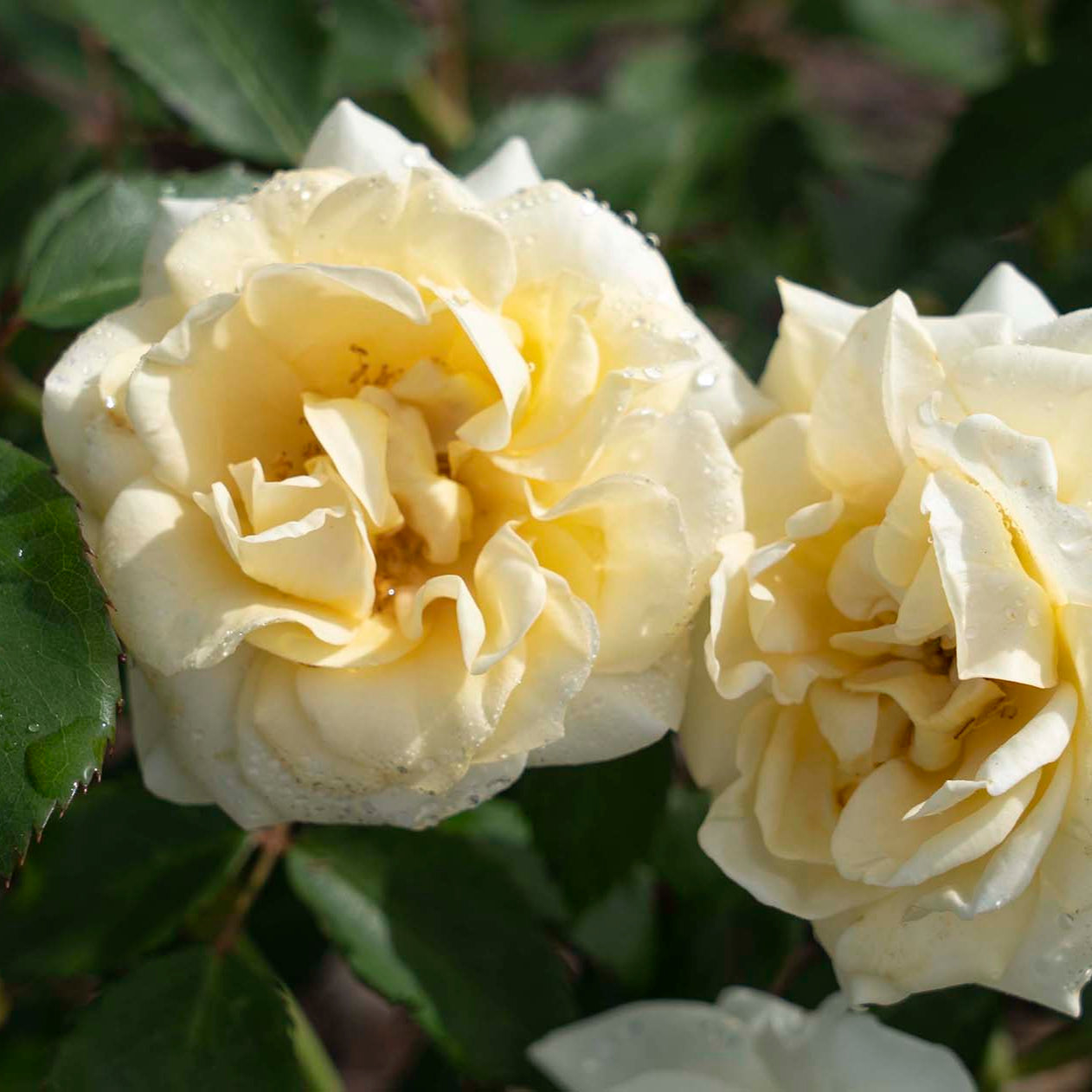 Buttercream Drift® Groundcover Rose Bush