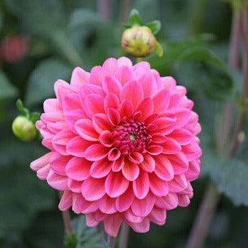 Dahlia 'Salmon Runner' - Formal Decorative (1 tuber)