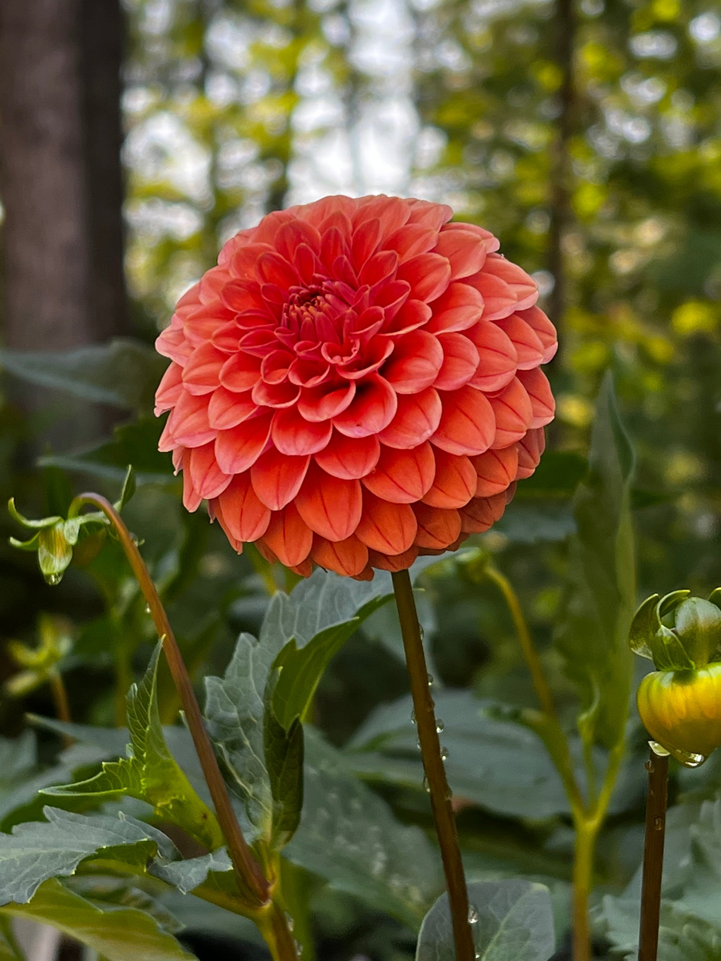 Rose Toscano Dahlia