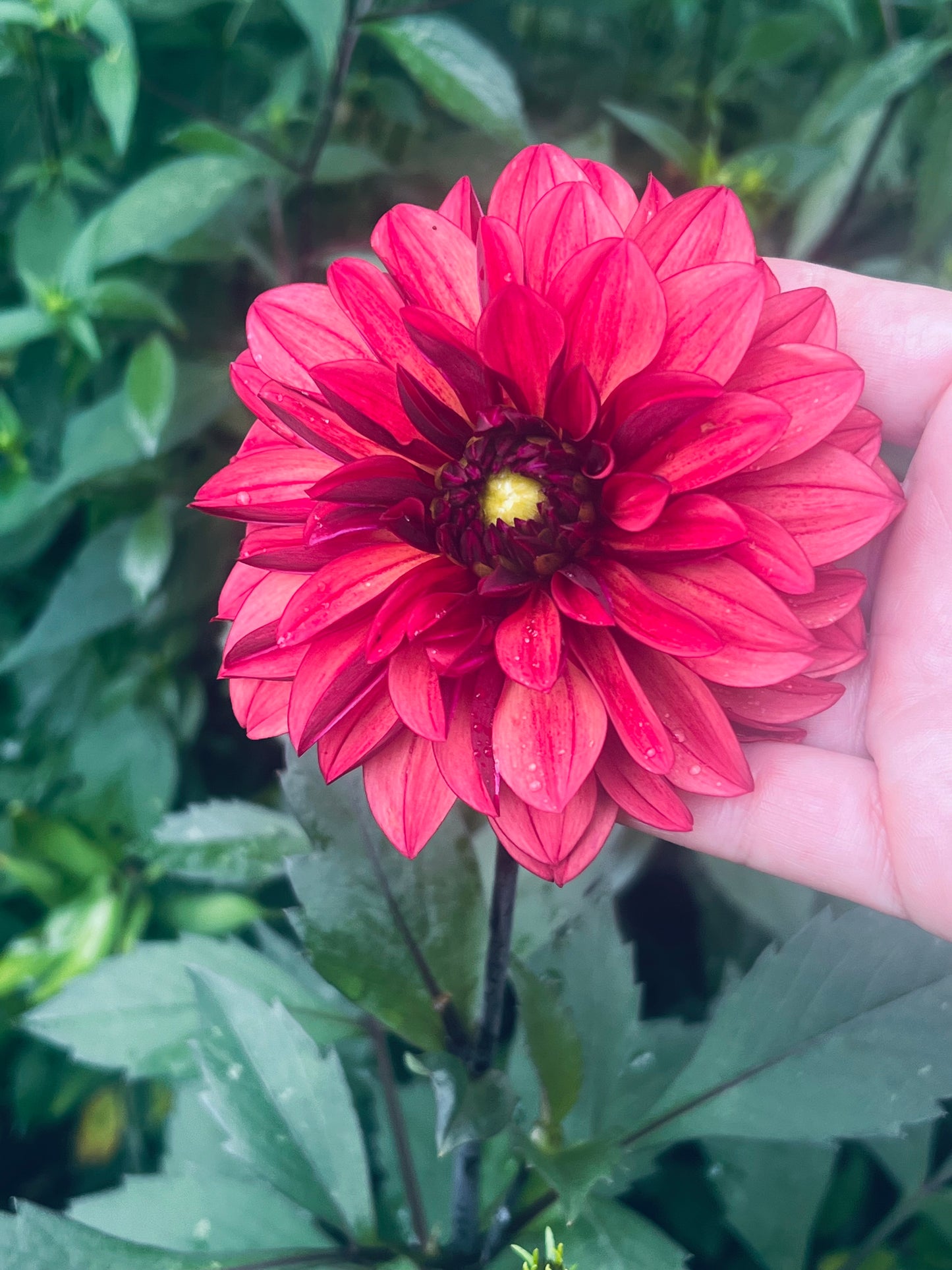 Danique Dahlia
