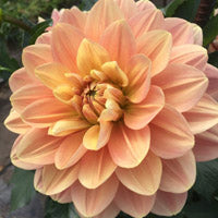 Dahlia 'My Forever'