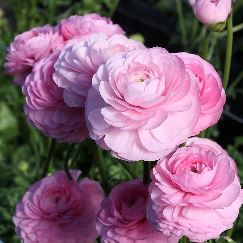 Ranunculus Elegance Rosa Chiaro® - 10 Pack