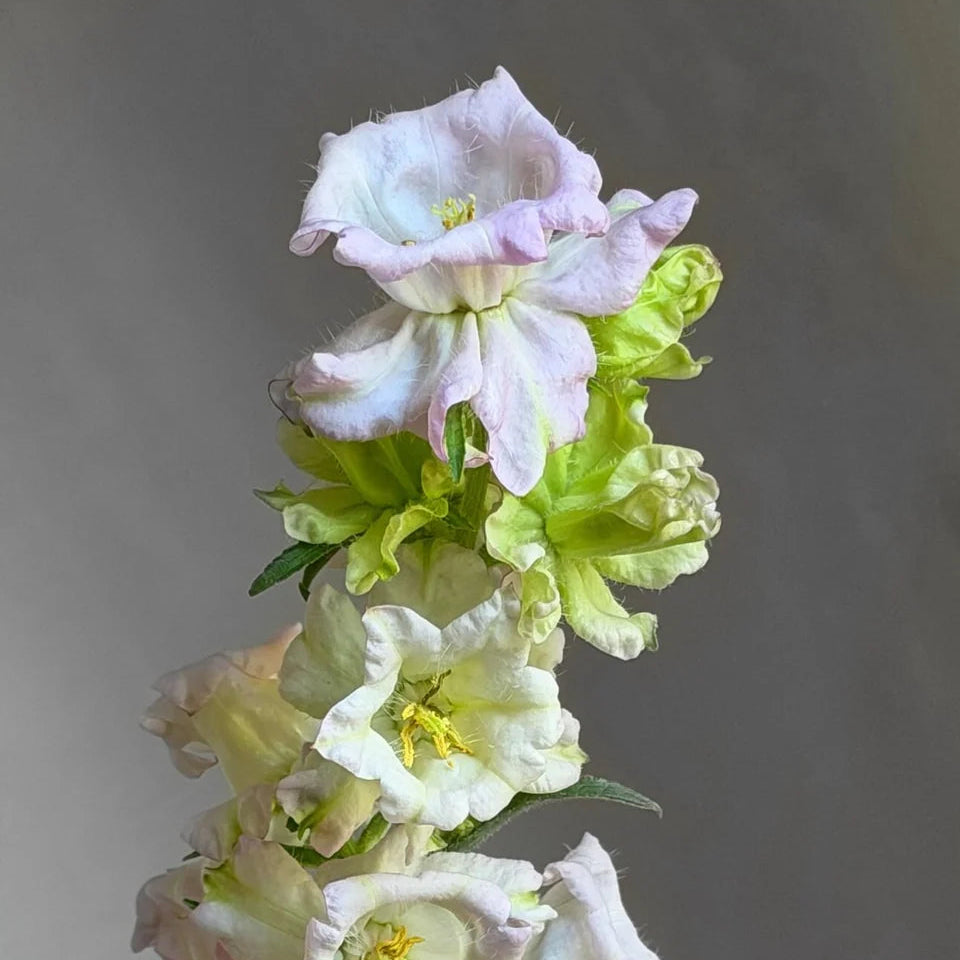 Campanula 'Evergreen' Pearl | 4 Pack | Ships Week of Sept 21