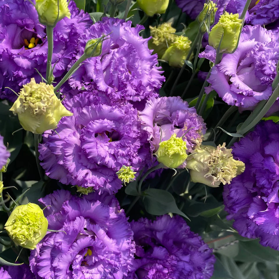 2026 Week 8 | Lisianthus Celeb Feathered Grape | 10 Pack