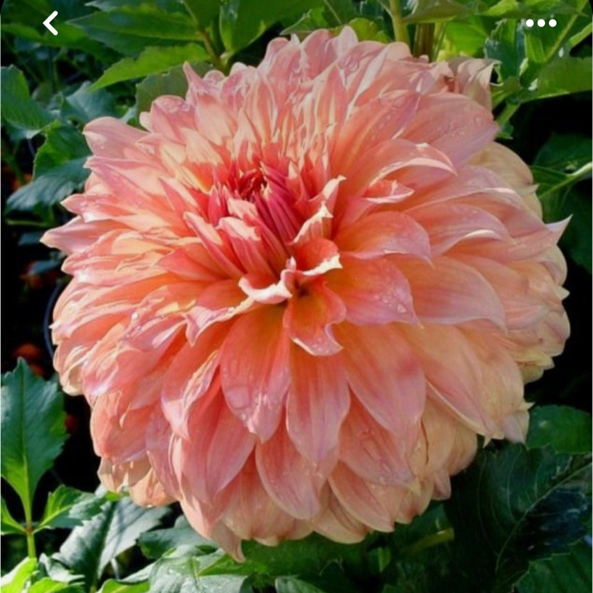 Dahlia 'Clyde's Choice' - Formal Decorative (1 tuber)