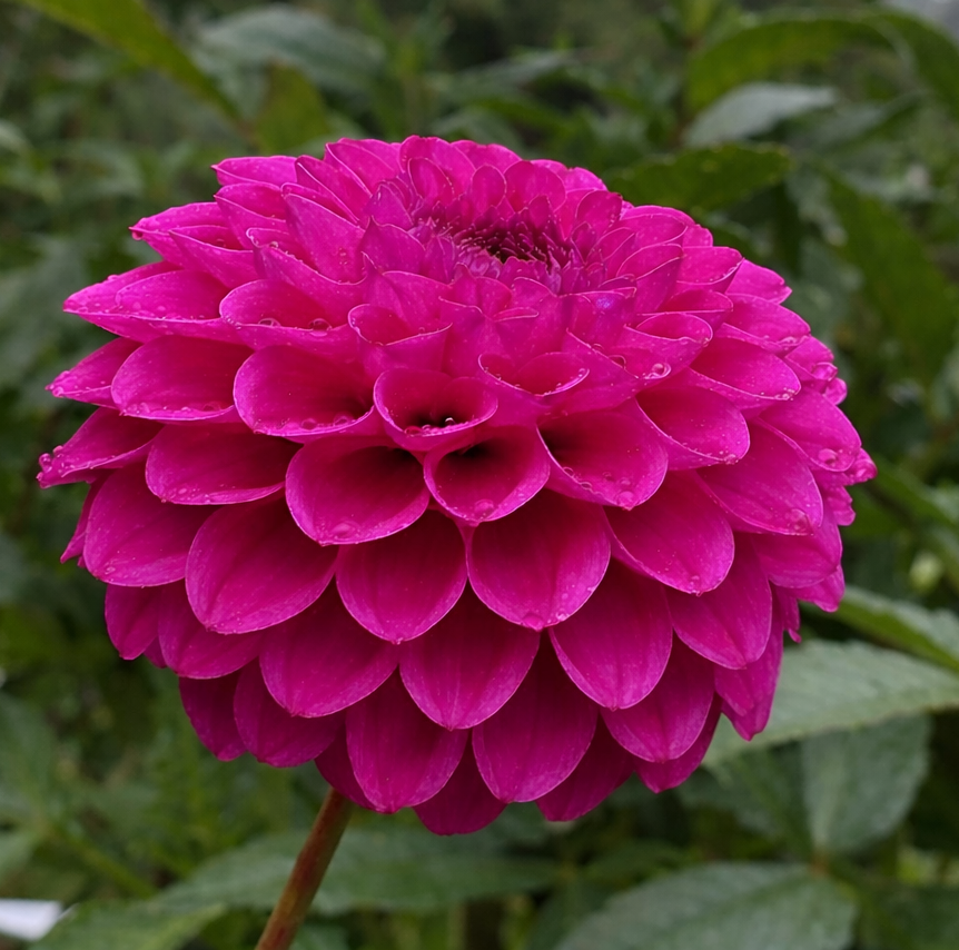 Dahlia 'Cryfield Harmony'