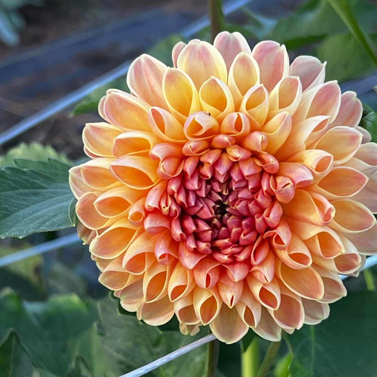 Dahlia 'Ferncliff Copper' - Spring Shipped