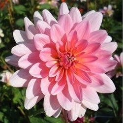 Gerrie Hoek Dahlia