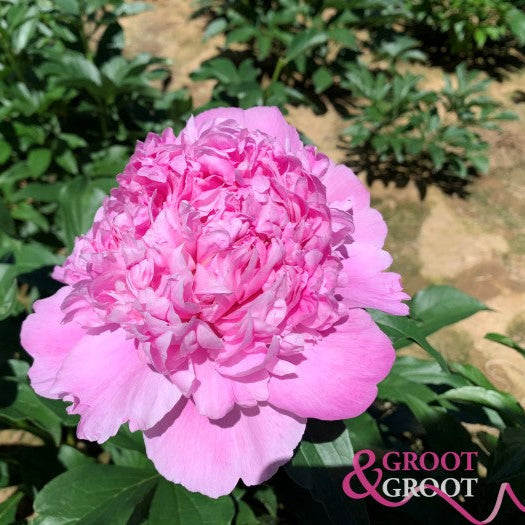 Monsieur Jules Elie Peony - Lactiflora 3-5 eyes