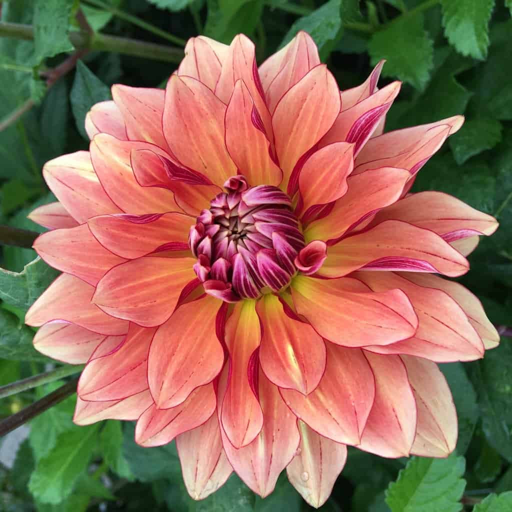 Dahlia 'Miss Brandy'