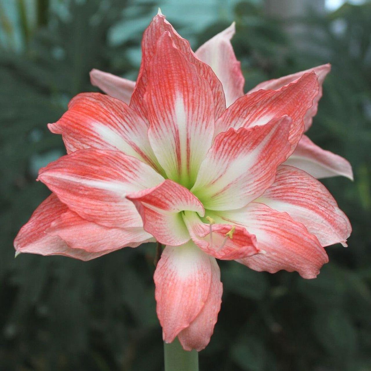 Amaryllis Giant Amadeus