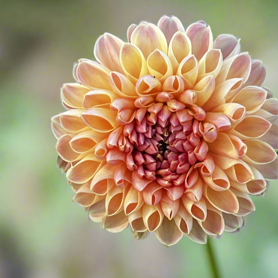 Dahlia 'Ferncliff Copper'