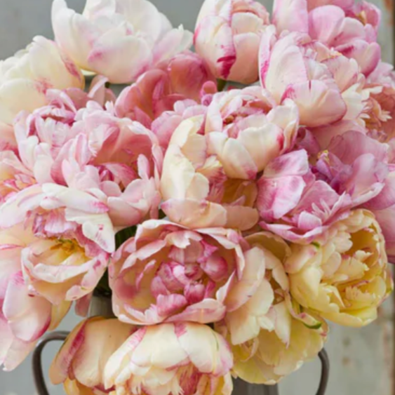 Tulip Double Shake 10 Pack