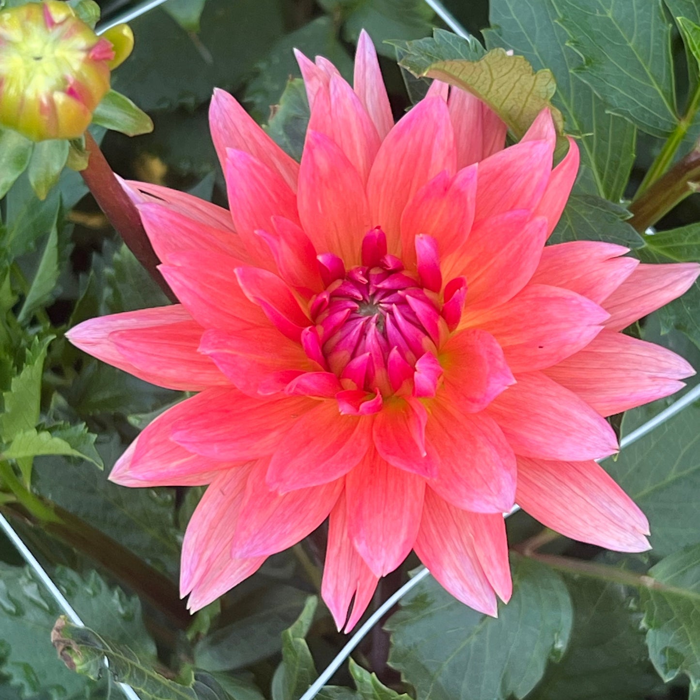 Dahlia 'Schneckenstein'