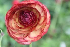 Ranunculus Picotee Cafe