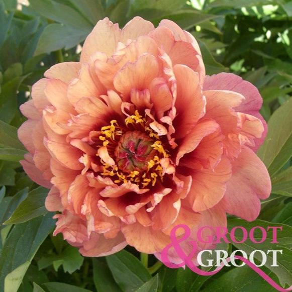 Oochigieas Peony - Itoh 3-5 eyes
