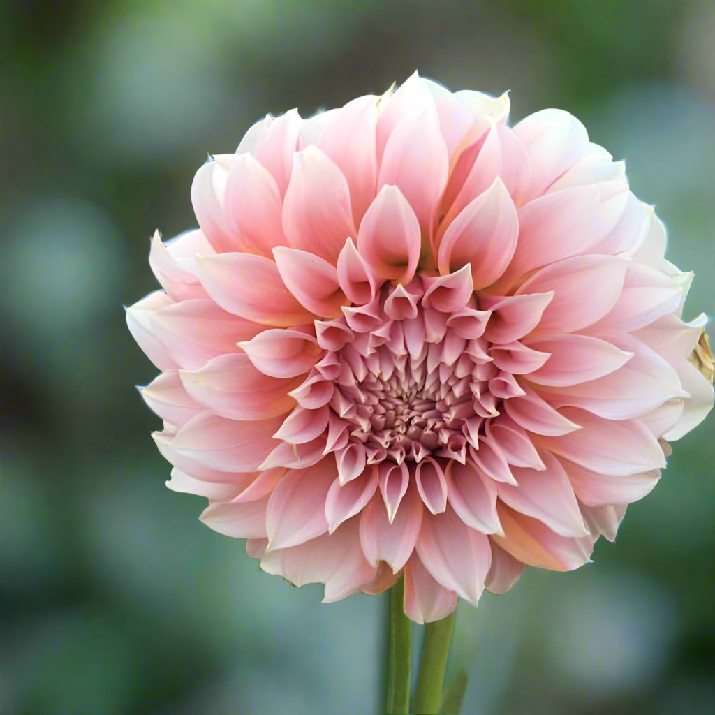 Dahlia 'Peaches-N-Cream'