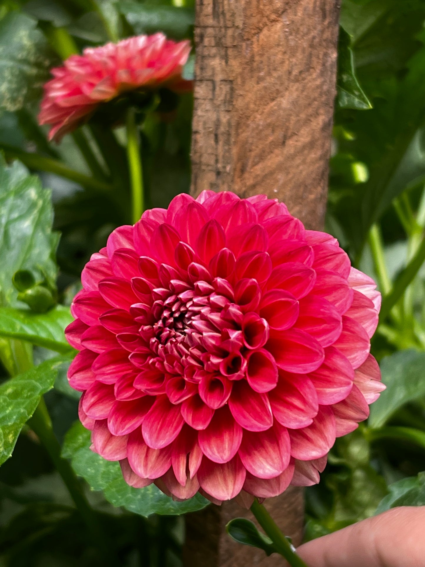 Coseytown Mason Dahlia Tuber