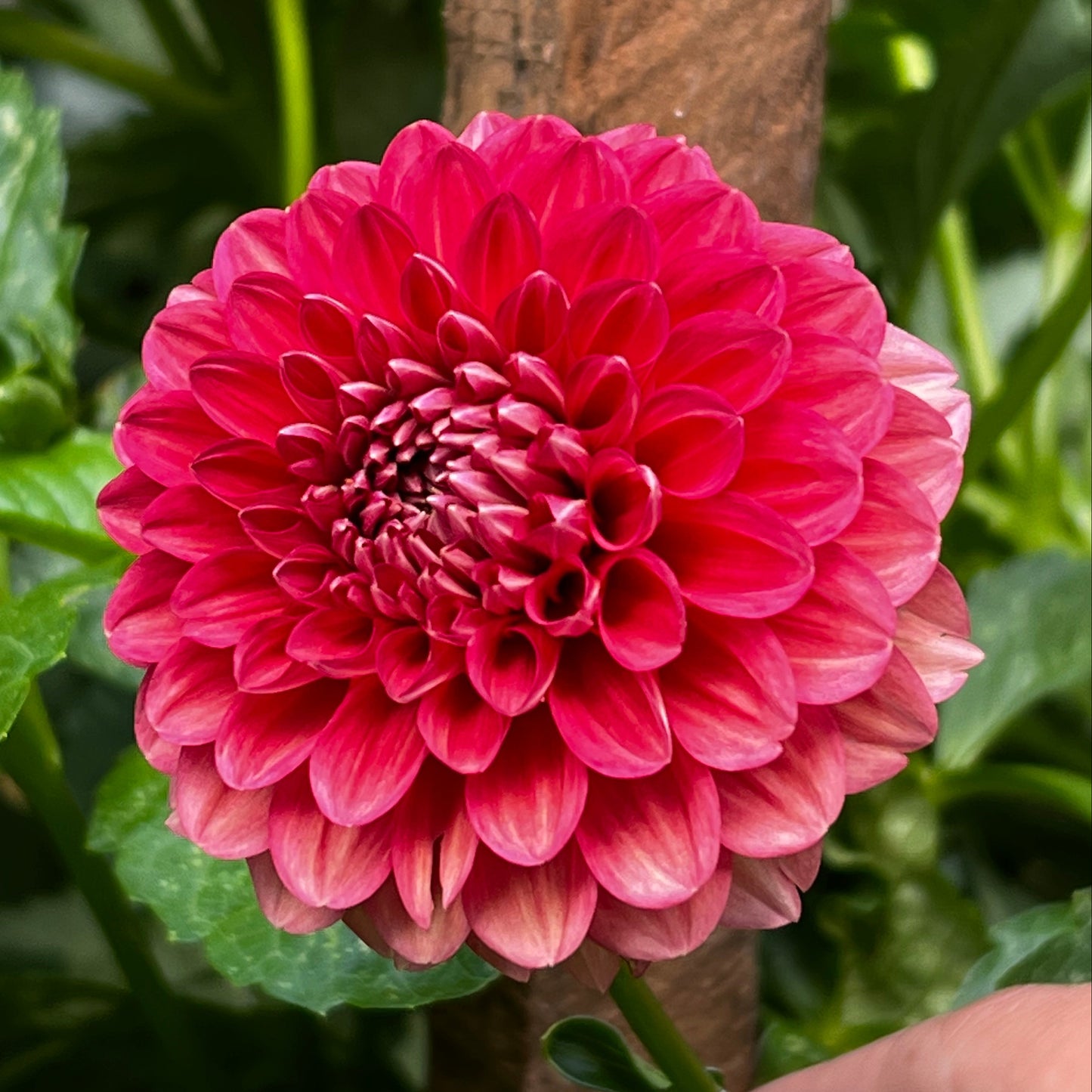 Dahlia 'Mason' - Spring Shipped