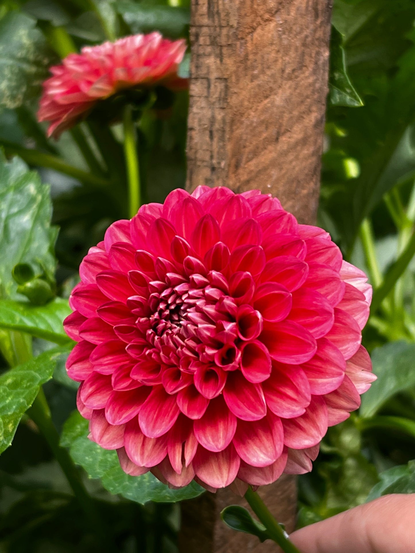 KA’S Blood Orange Dahlia