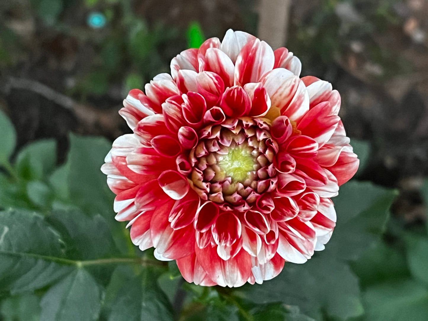 Luan Dahlia