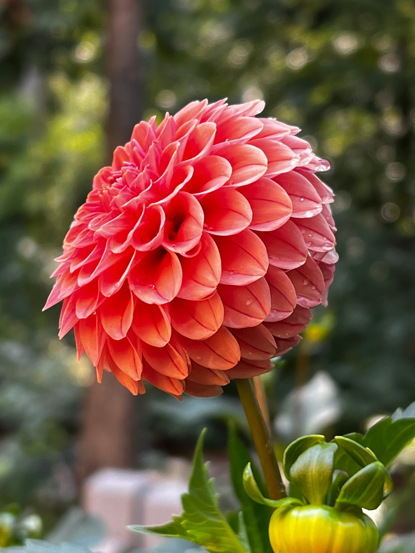 Rose Toscano Dahlia