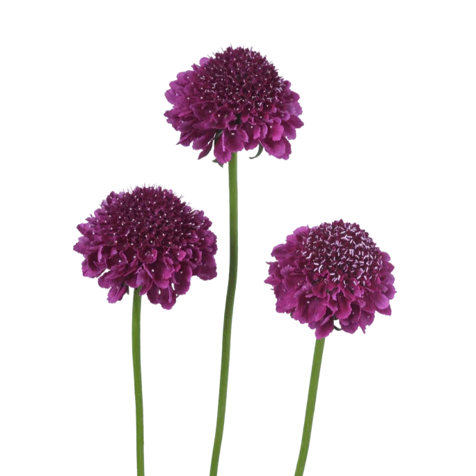 2026 Week 10 | Scabiosa Focal Scoop Dark Purple | 4 Pack