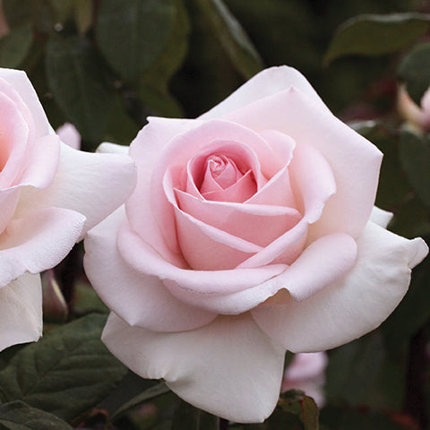 Francis Meilland® Rose Bush