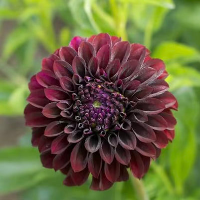 black dahlia flower seeds Dahlia 'Black Satin'