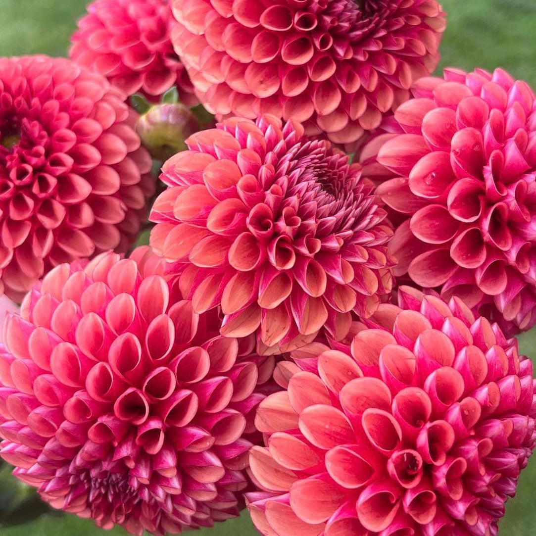 Copper Boy Dahlia