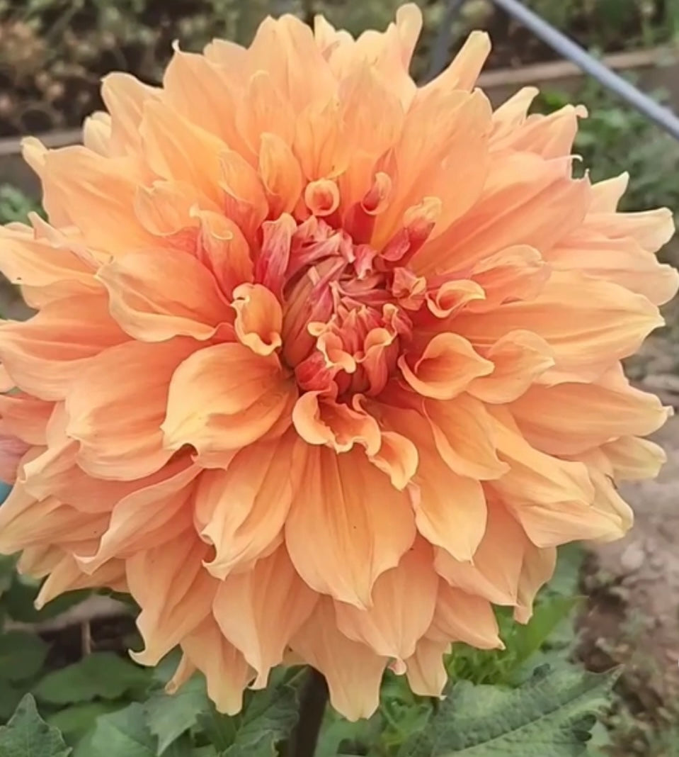 Clyde’s Choice Dahlia