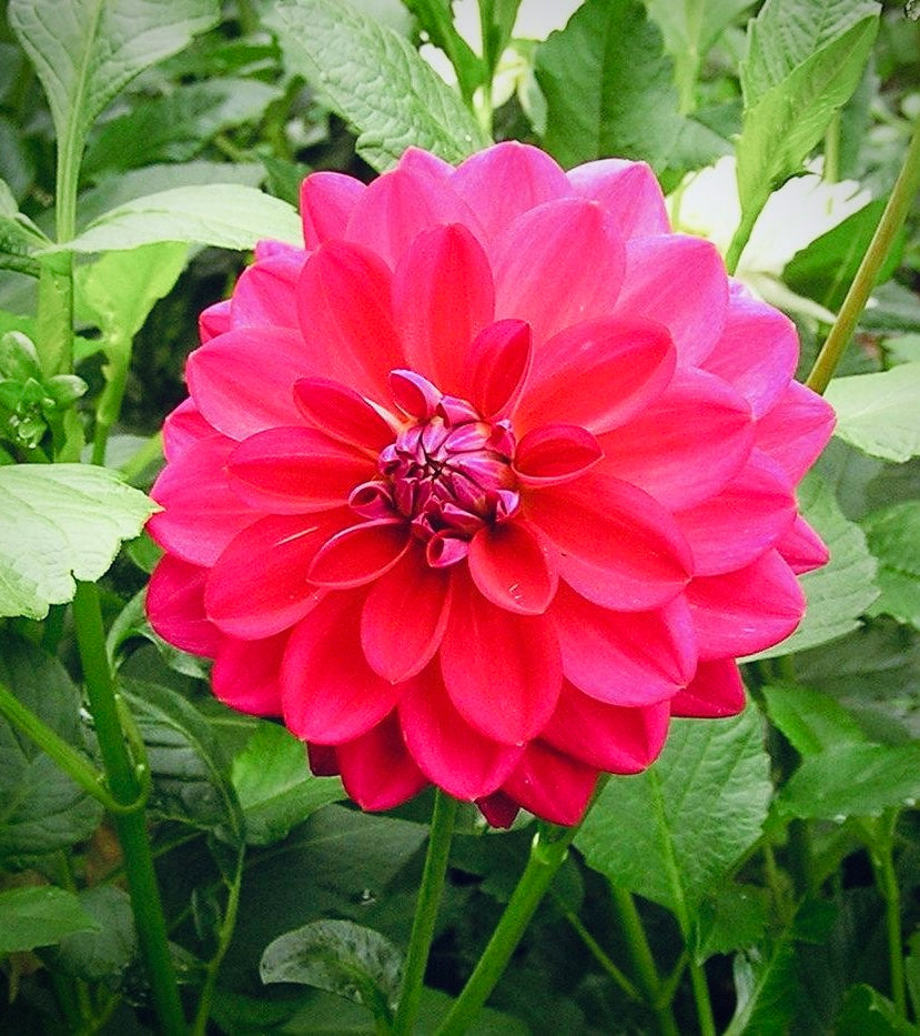 Dahlia 'Dazzle Me'