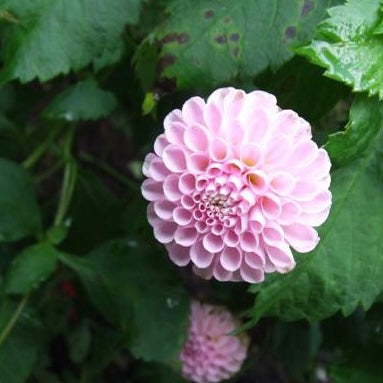 Dahlia 'Betty Anne'